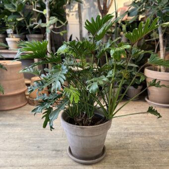 Philodendron Xanadu 80-100 cm. med krukke - Happyflower-dk